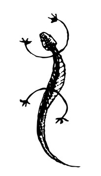 Gecko. Black and white vector handdrawn sketch