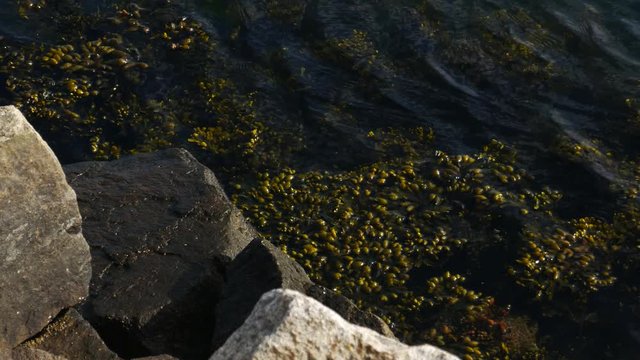 Bladderwrack seaweed floating by rocks in fishing harbor