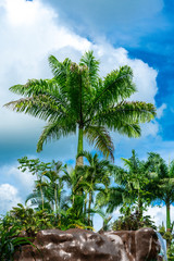 Vacaciones entre palmeras y un cielo azul