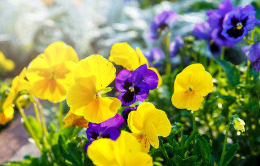 Closeup of colorful blossom coral orange pansy flowers in the park. Pansies are plants cultivated for garden. Summer, flowers background