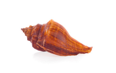 Sea shell an isolated on white background