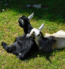 Baby goats resting in the sun