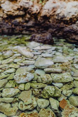 Algae on rocks