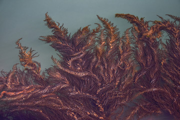 Seaweed,algae, and bubbles  in Venice, Italy ,2019