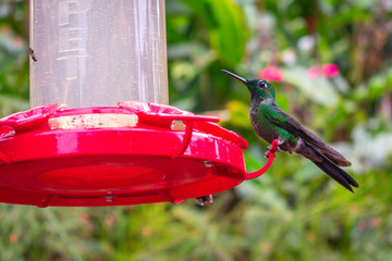 Colobrí parado en recipiente rojo para alimentarse © Diana