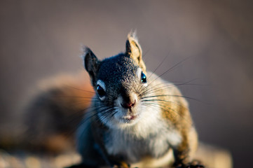 Inquisitive Squirrel