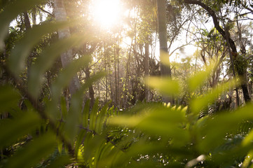 sensación de paz en el bosque