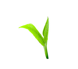 green tea leaf isolated on white background