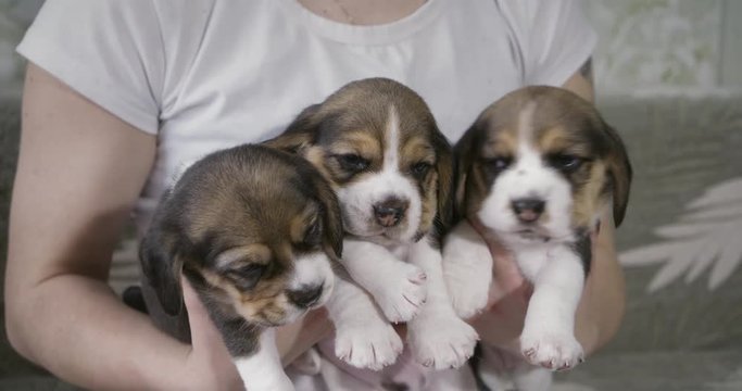 Girl holds on his hands three charming puppies. Puppies breed beagle age 24 days.