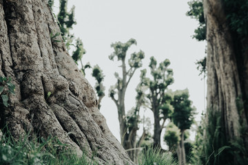root base of big tree on green grass