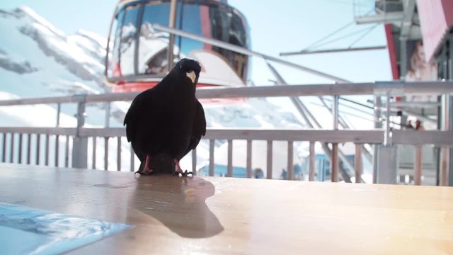 Bird grabs cheese at ski resort