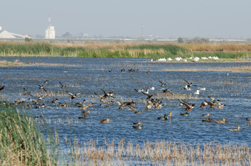 Fototapeta na wymiar Large flock of ducks landing in wetlands.