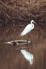 Great egret standing on log in shallow water