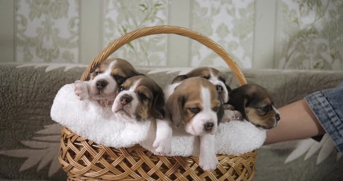 Five funny puppies in a basket. Puppies breed beagle age 24 days.