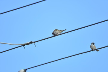 The beauty of the sparrow
