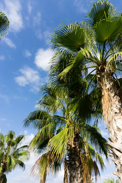 sky palms summer landscape