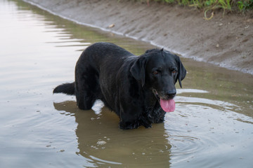 black Labrador retriever in ditch water