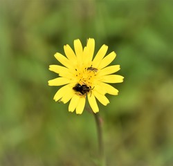 Bees on Flower 