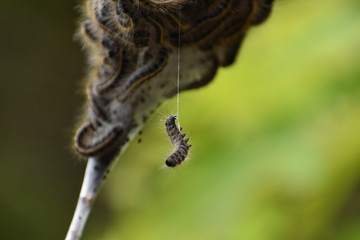 Hanging Tent Caterpillar 