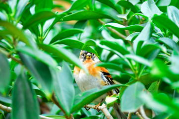 The outdoor fringillidae birds in the park