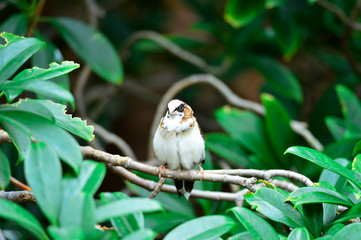 The outdoor fringillidae birds in the park