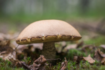 Large mushroom boletus standing alone on the edge of the forest. Minimalism. Selective focus.