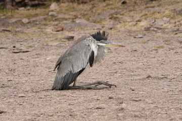 Garza Bruja