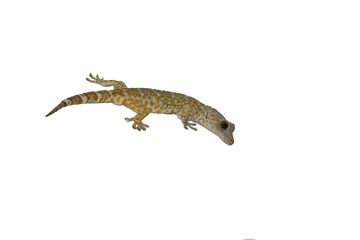 Gekko or Tokay gecko isolated on white background, Many orange color dots spread on blue skin of Scary reptiles 