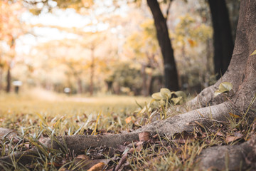 Big tree roots on the grass and beautiful natural background