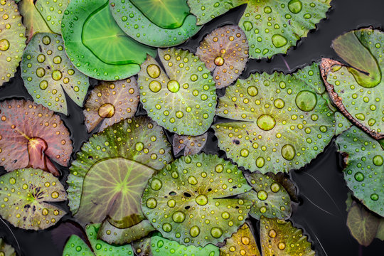 water drops on the lotus leaf