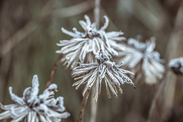 Frost frozen plants early morning winter close up nature background