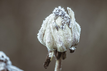 Frost frozen plants early morning winter close up nature background