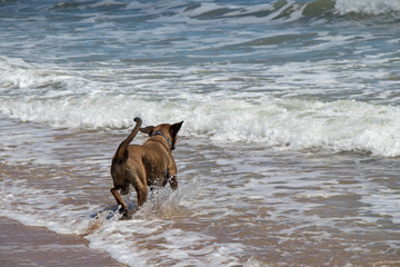 Dog playing in the water at St Augustine Beach