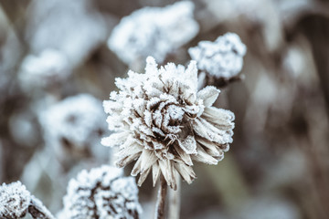 Frost frozen plants early morning winter close up nature background