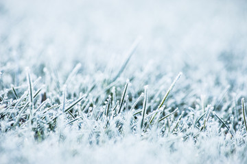 Frost frozen plants early morning winter close up nature background