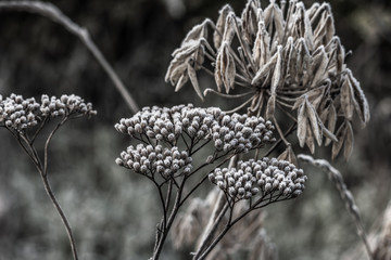 Frost frozen plants early morning winter close up nature background