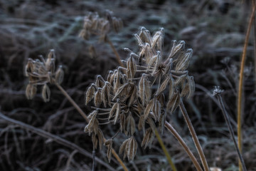 Frost frozen plants early morning winter close up nature background