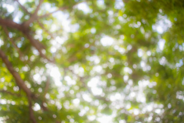 Blur Bokeh under the big green tree With a light to survive through the view