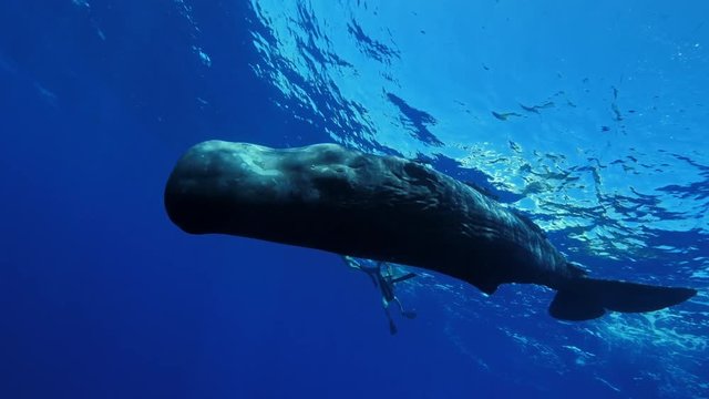 Freediving with sperm whales, tropical water adventures, 