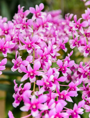 Fototapeta na wymiar Beautiful orchid flower and green leaves background in nursery farm