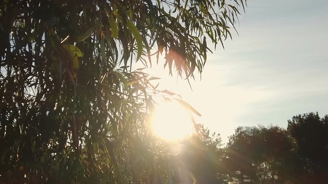Walking towards a beautiful gum tree with afternoon sunlight shining through gum leaves in a nature park in Australia.