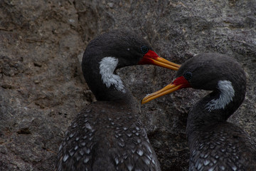 Cormoran Gris