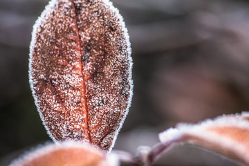 Frost frozen plants early morning winter close up nature background