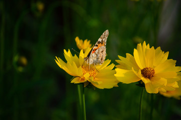 Yellow chamomile flowers on them beautiful butterflies a lot of nature