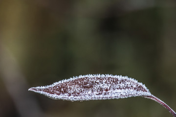Frost frozen plants early morning winter close up nature background