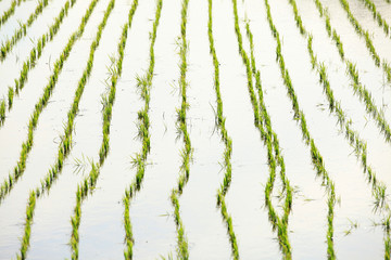 Rice seedlings