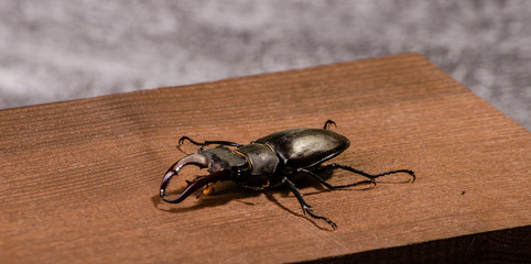 A large beetle deer on a wooden texture on a dark background
