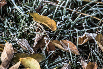 Frost frozen plants early morning winter close up nature background
