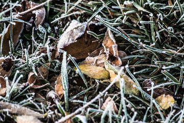 Frost frozen plants early morning winter close up nature background