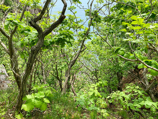 Russia, Vladivostok. Deciduous forest on the island of Shkot in June
